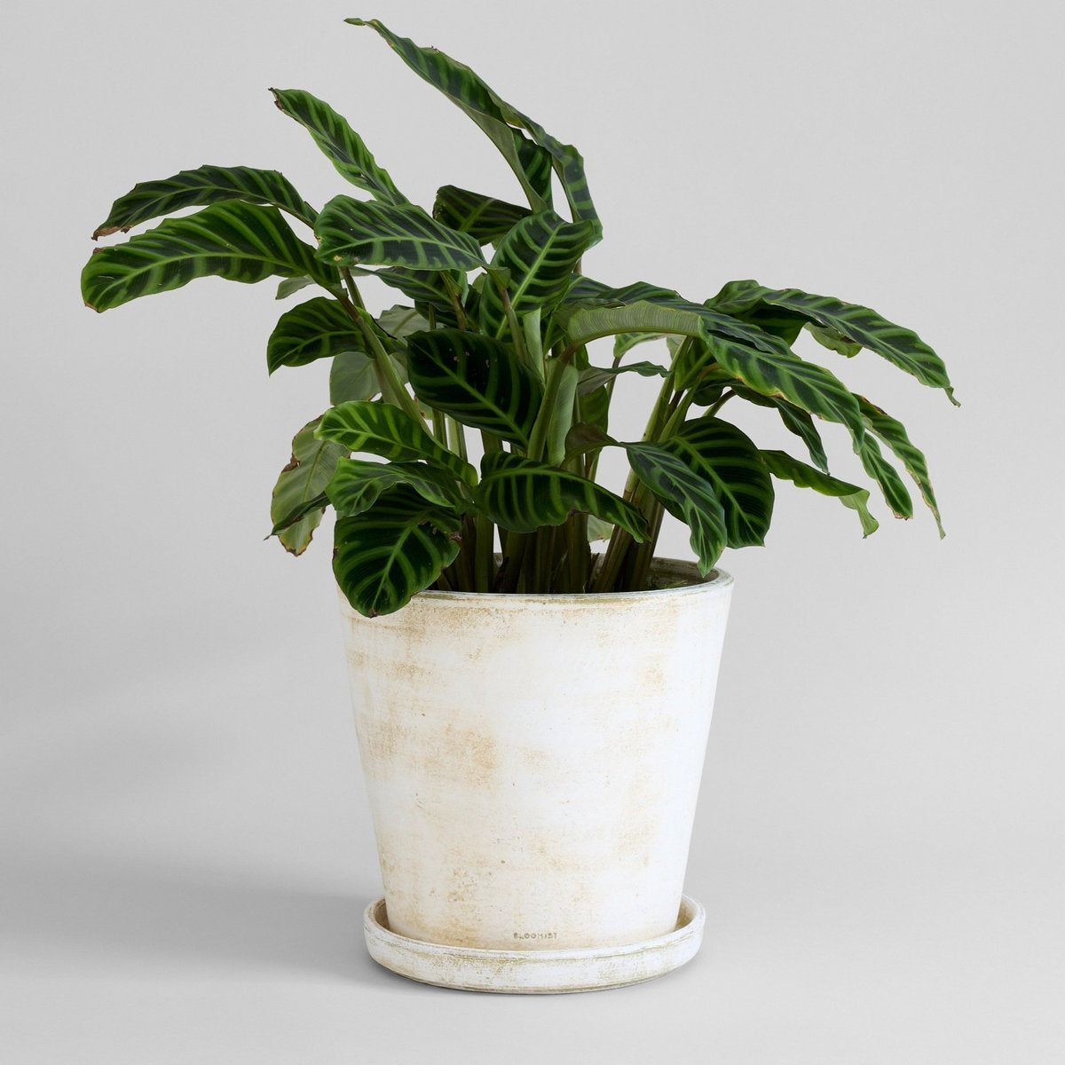 White patina terracotta planter with leafy plant and base saucer