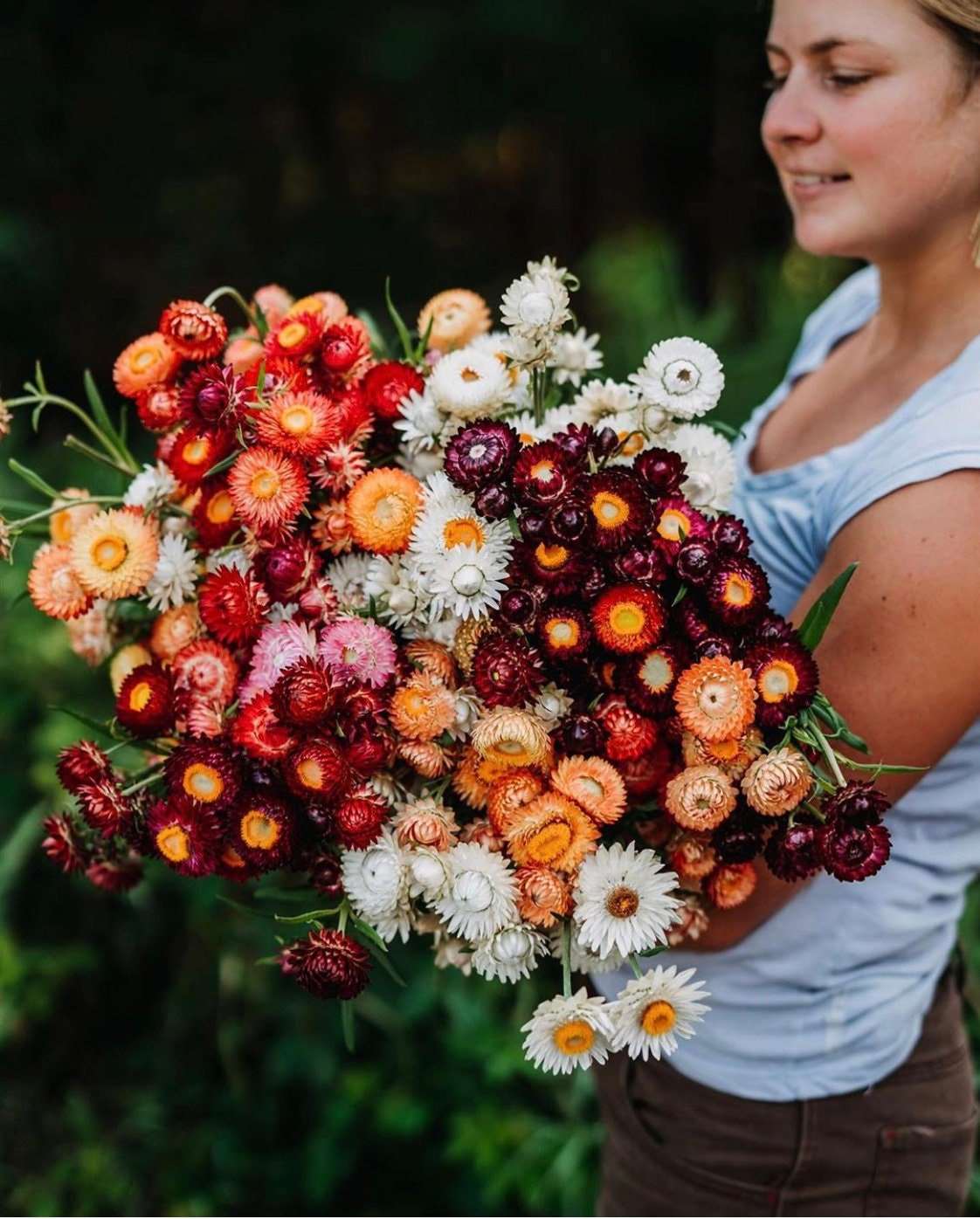 Assorted dried strawflower bunch with mixed pink, orange, burgundy and white blooms
