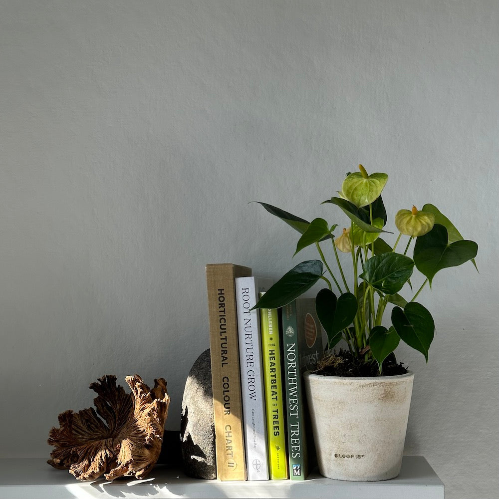 White patina terra-cotta planter holding leafy plant and tall stems