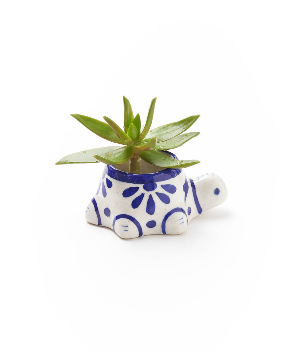 Ceramic turtle mini planter with blue-and-white motif and green succulent leaves