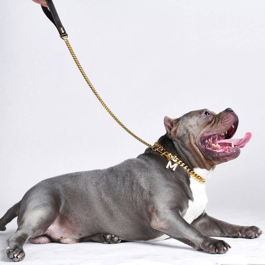 Gold chain dog leash with black handle on a gray dog, side profile