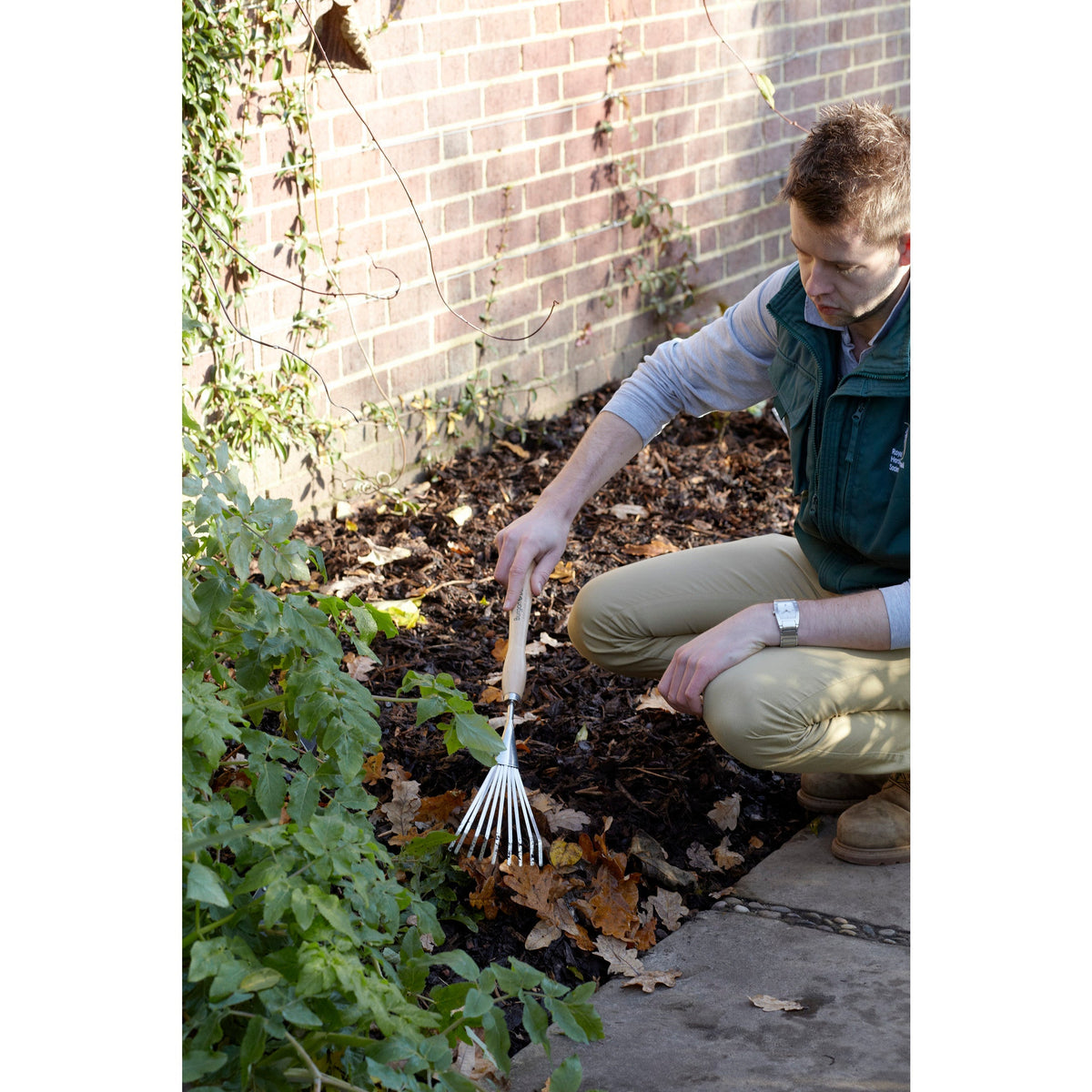 Shrub rake with wooden handle used to rake leaf litter in garden bed
