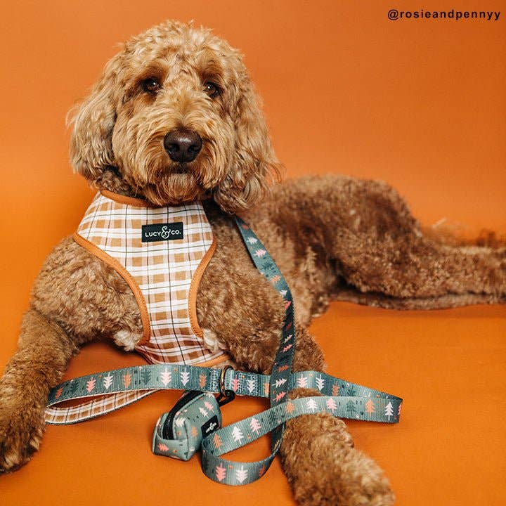 Printed dog leash draped across a dog wearing a coordinating plaid harness.