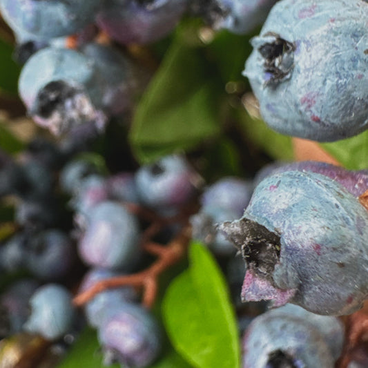 Faux blueberry pick close-up with speckled dark blue faux berries and green leaves