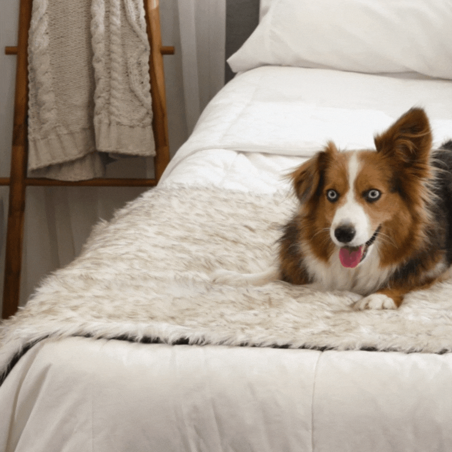 White plush waterproof dog bed runner with darker trim edge under a dog
