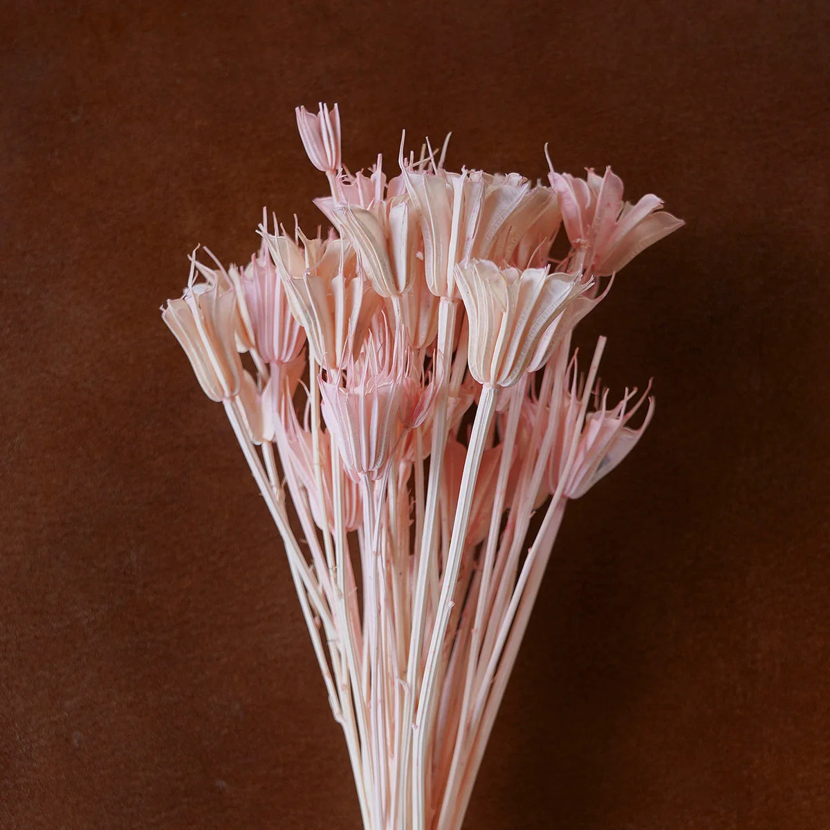 Dried floral and grasses bouquet with pale pink curled flower heads on slender stems