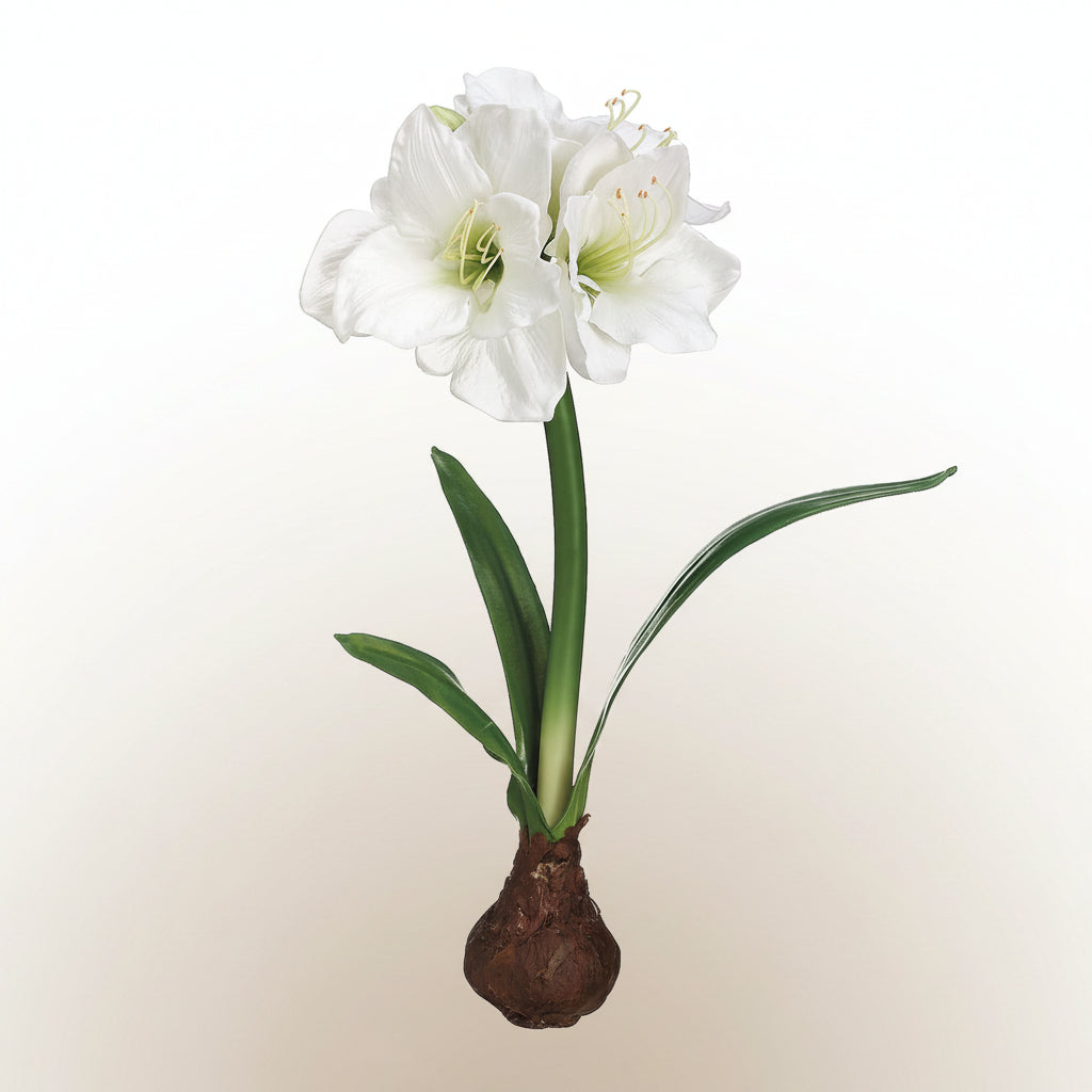 White standing amaryllis flower with bulb