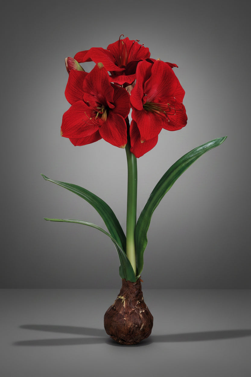 Red standing amaryllis flower with bulb