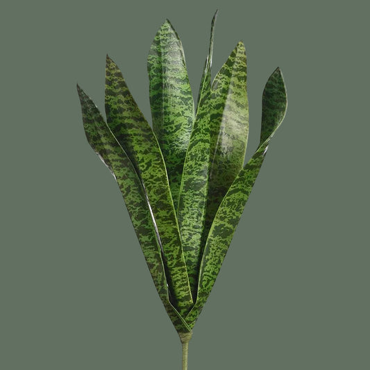 Snake plant with tall upright narrow leaves, dark green stripes on light green