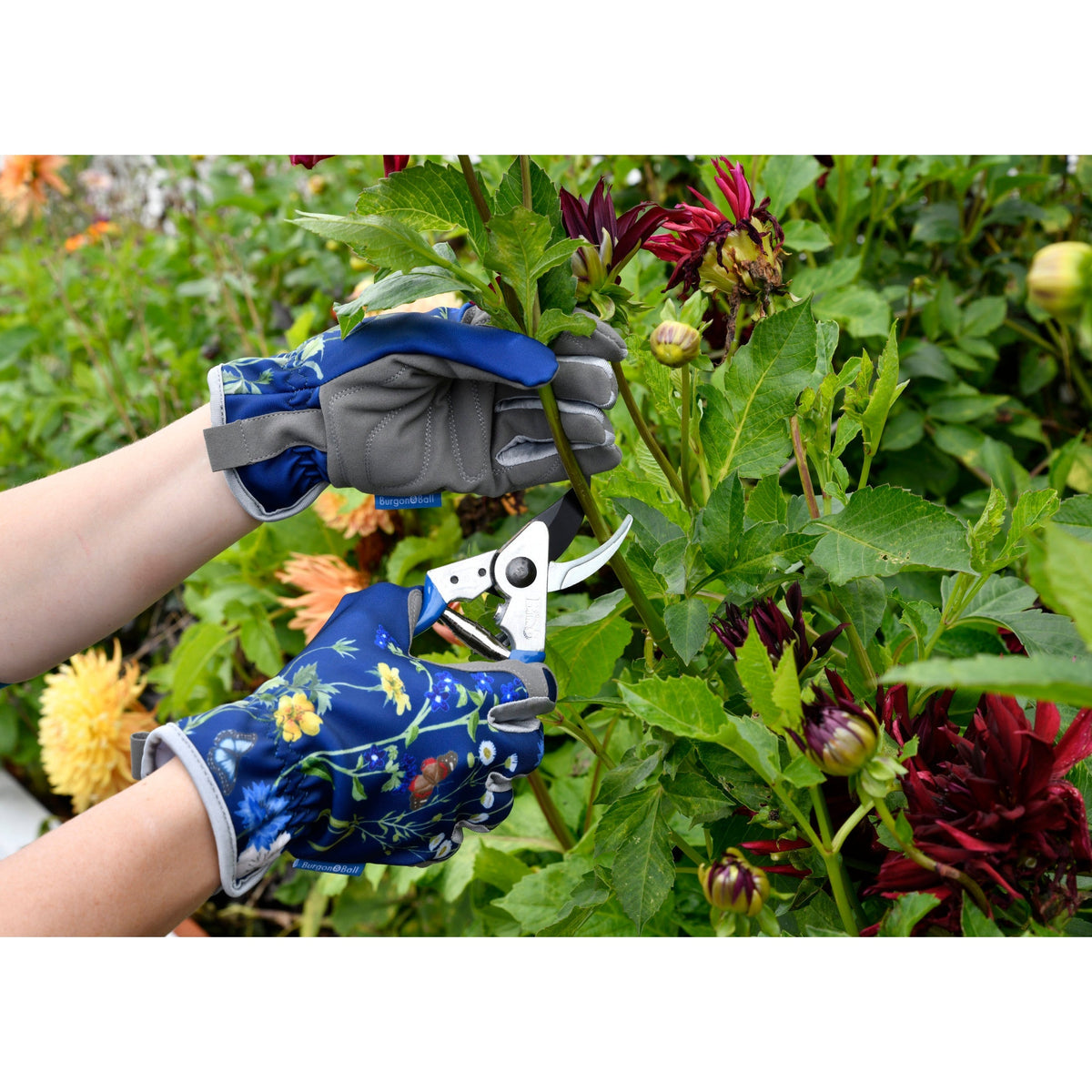 Blue-handled pruner in use with blue floral gardening gloves