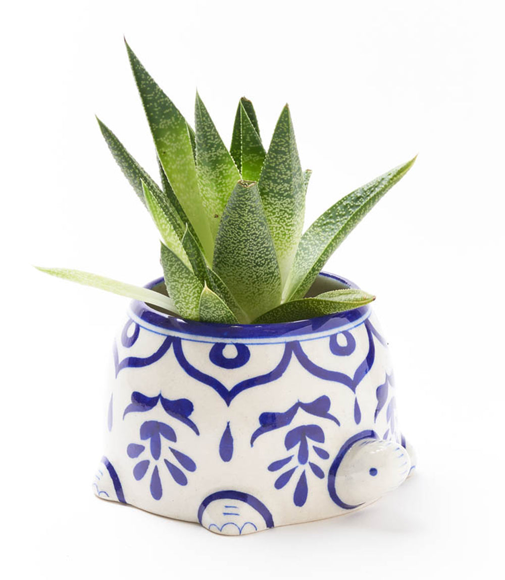 Ceramic turtle planter with green succulent, blue floral pattern and raised turtle feet