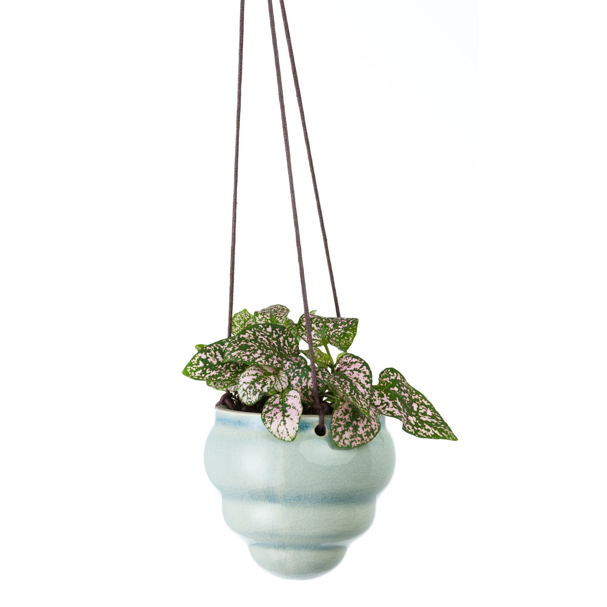 Hanging blue-green ceramic vase planter with dense green speckled leaves