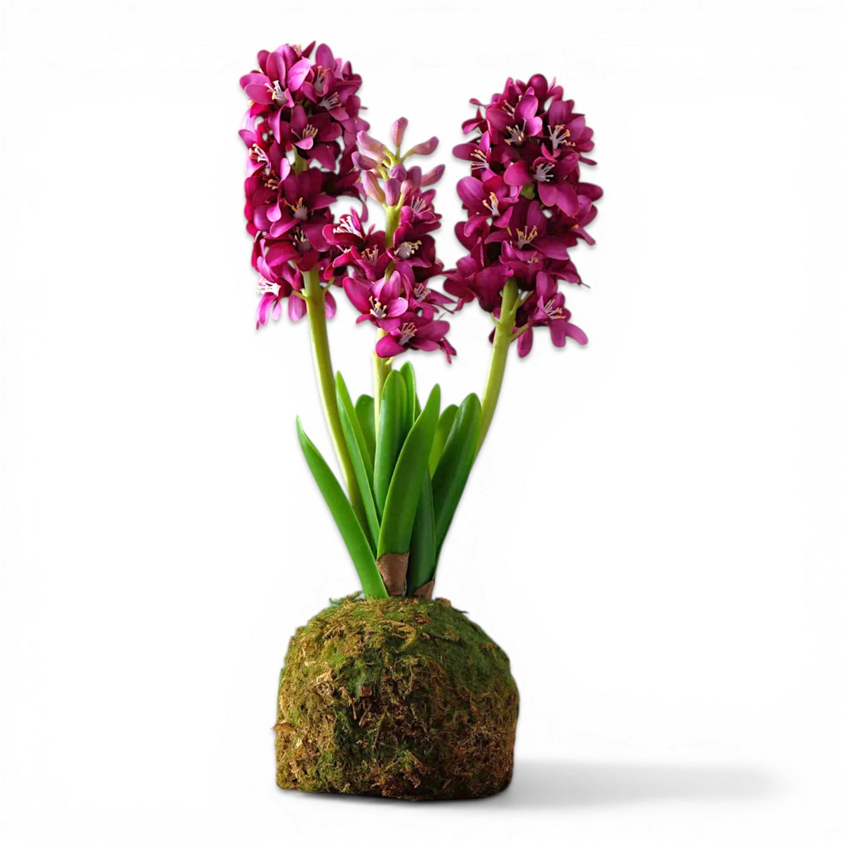 Purple hyacinth flowers in a moss ball planter with green leaves