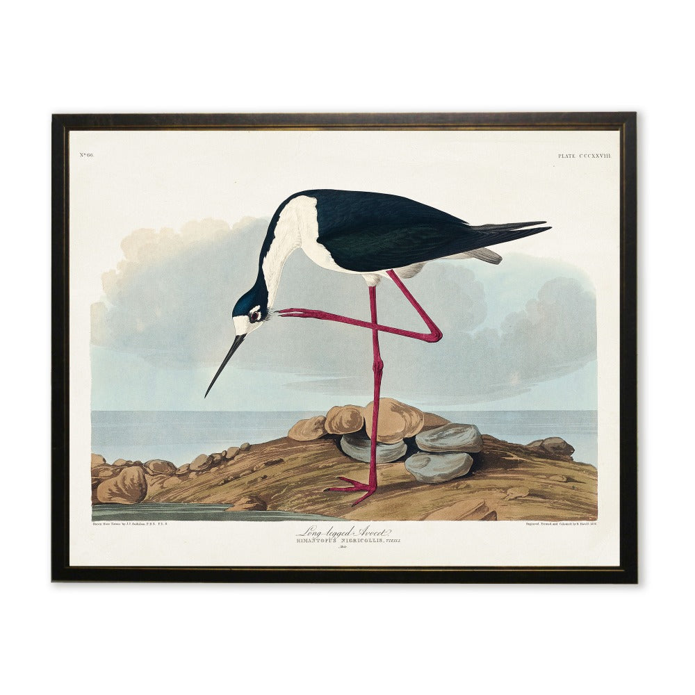 Long-Legged Avocet in Black and Copper Frame