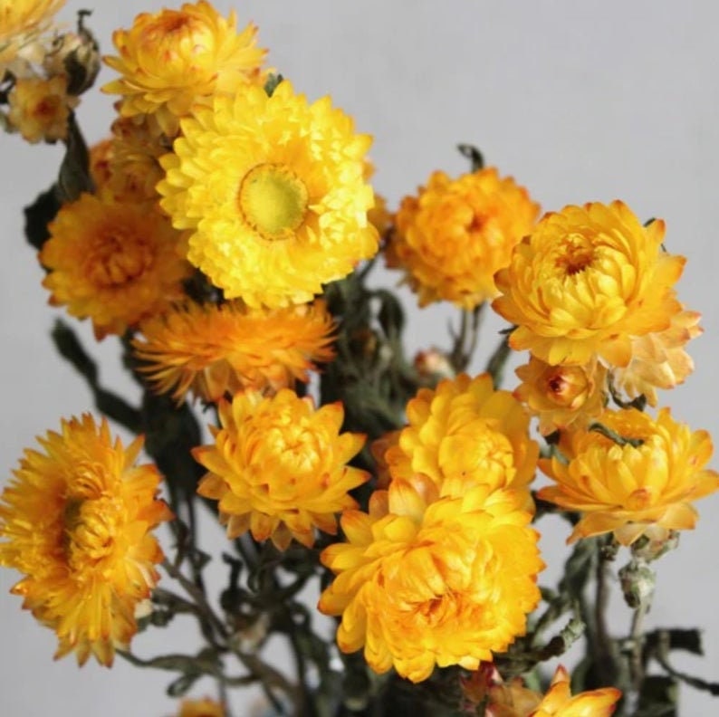 Dried strawflower bunch with yellow and orange daisy-like blooms