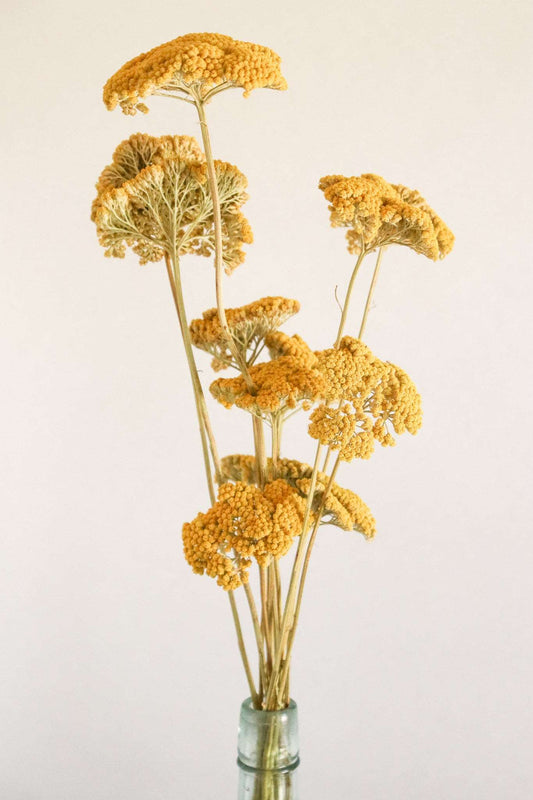 Dried yellow yarrow stems in small clear glass jar