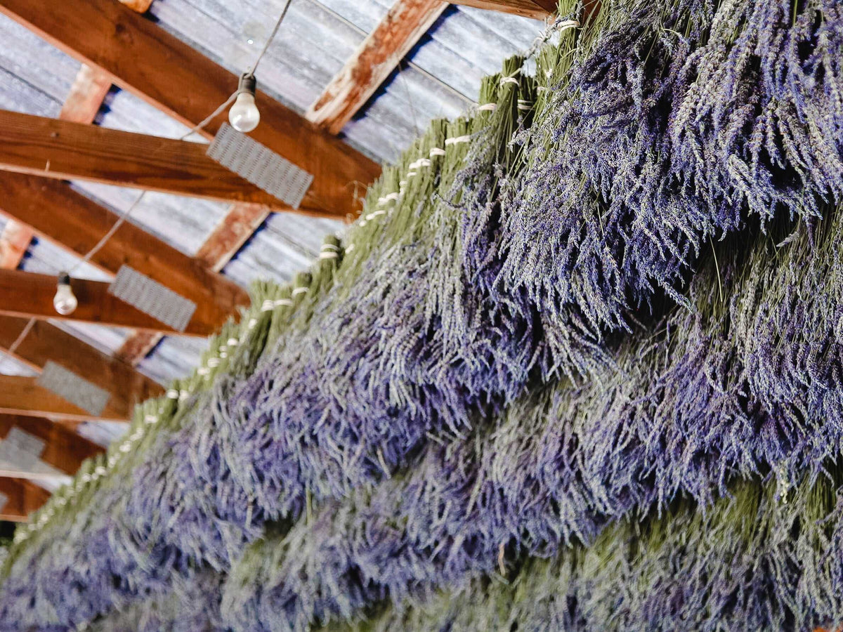 Bundled lavender stems with blue-purple blooms, tied in bunches