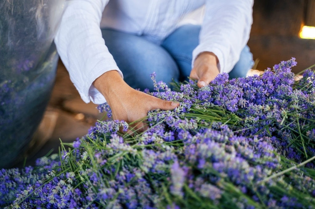 Lavender sprigs with blue-purple blooms being arranged into a bouquet