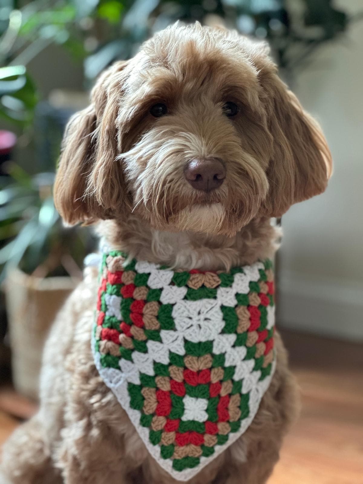 Dog wearing a green-and-white crochet granny square bandana with red accents
