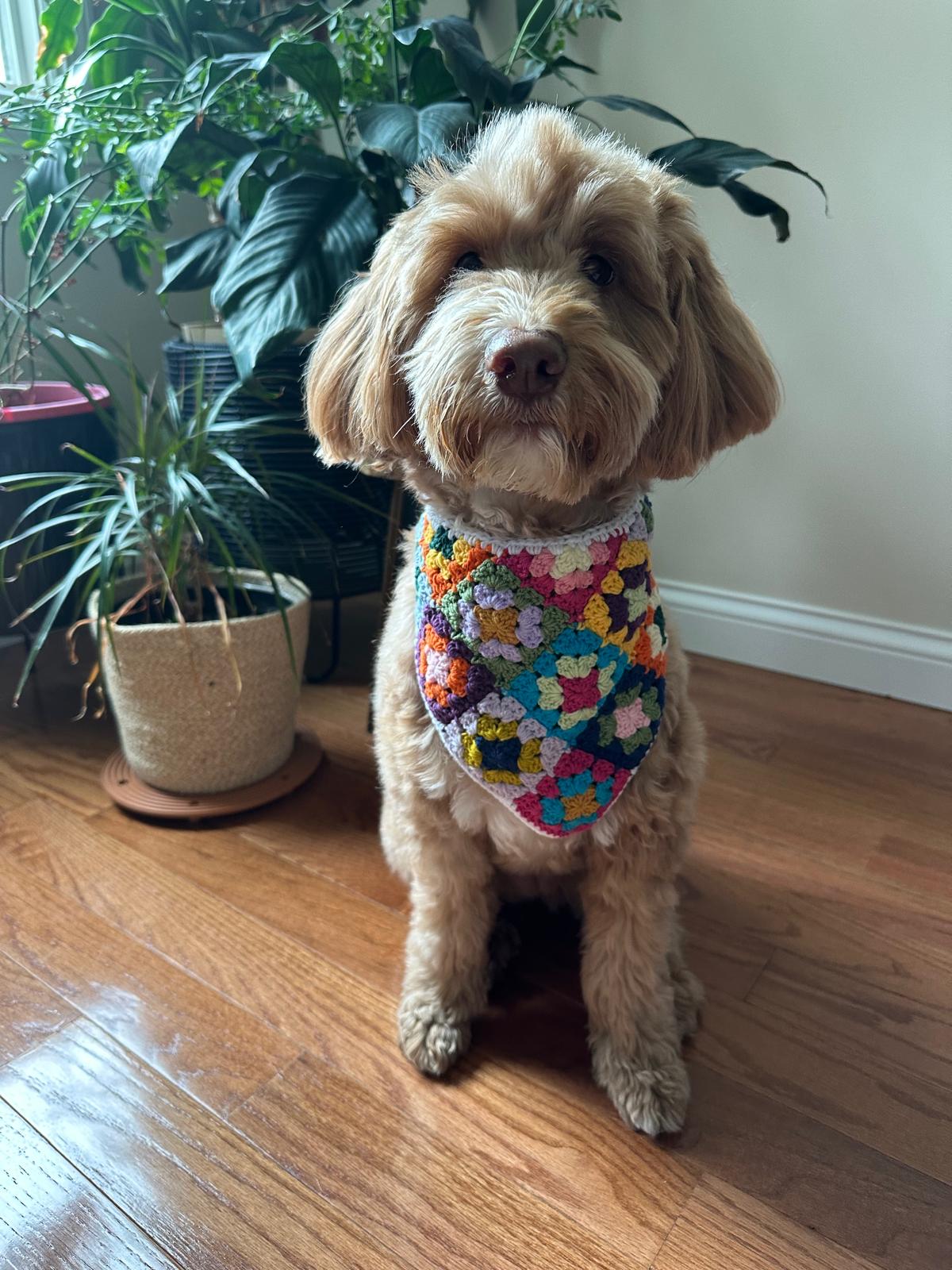 Dog wearing a multicolor crochet granny square bandana with bright red and green tones