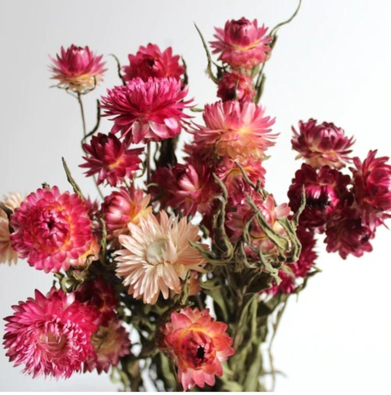 Dried strawflower bunch with pink and magenta daisy-like blooms