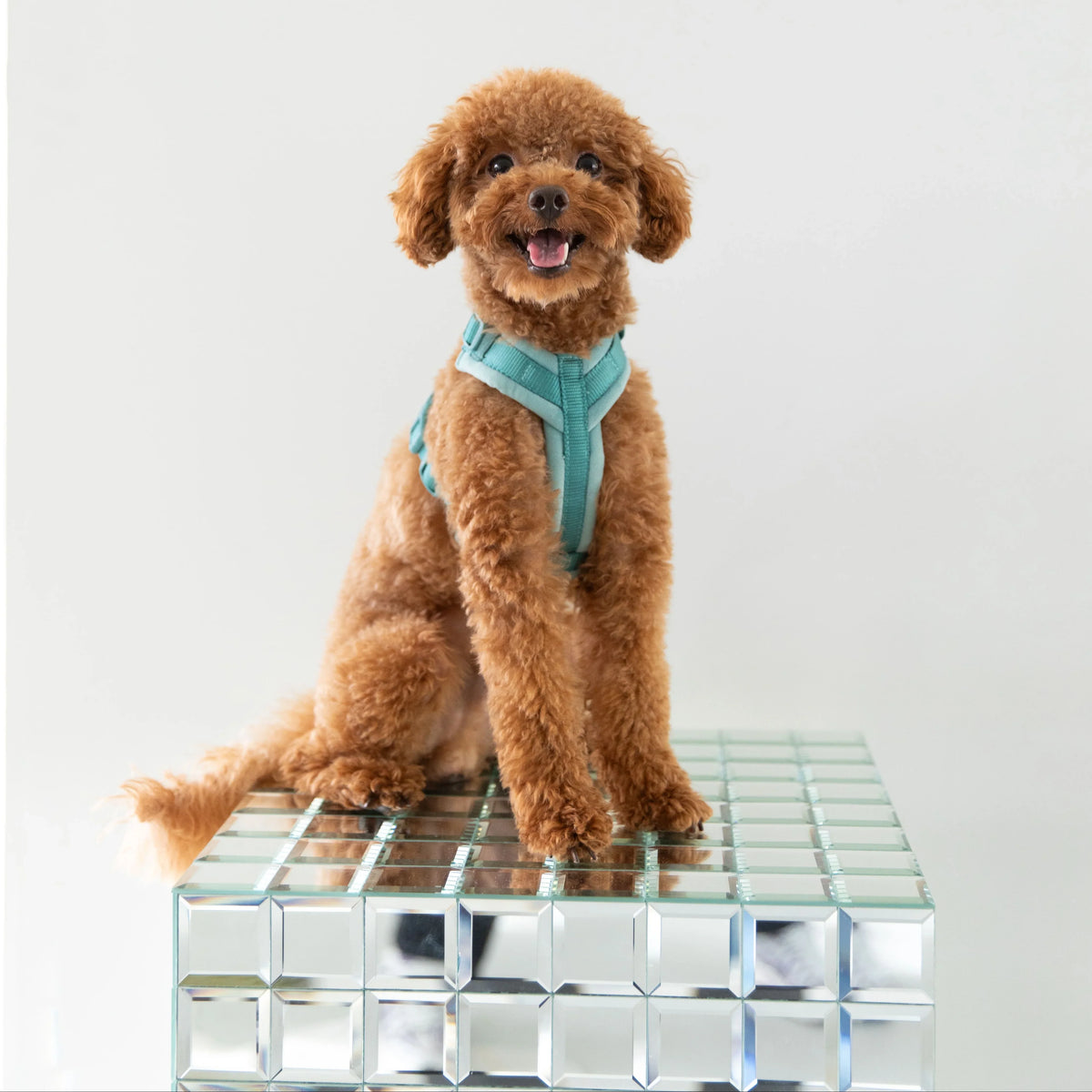 Blue velvet dog harness on small dog with adjustable front straps and buckles