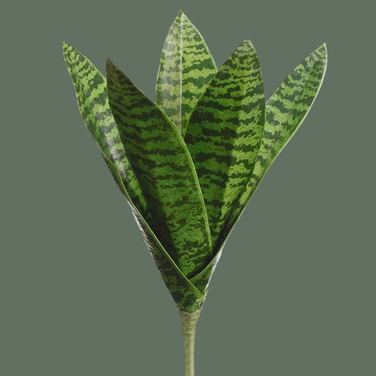 Snake plant with upright variegated green leaves and pale yellow edges