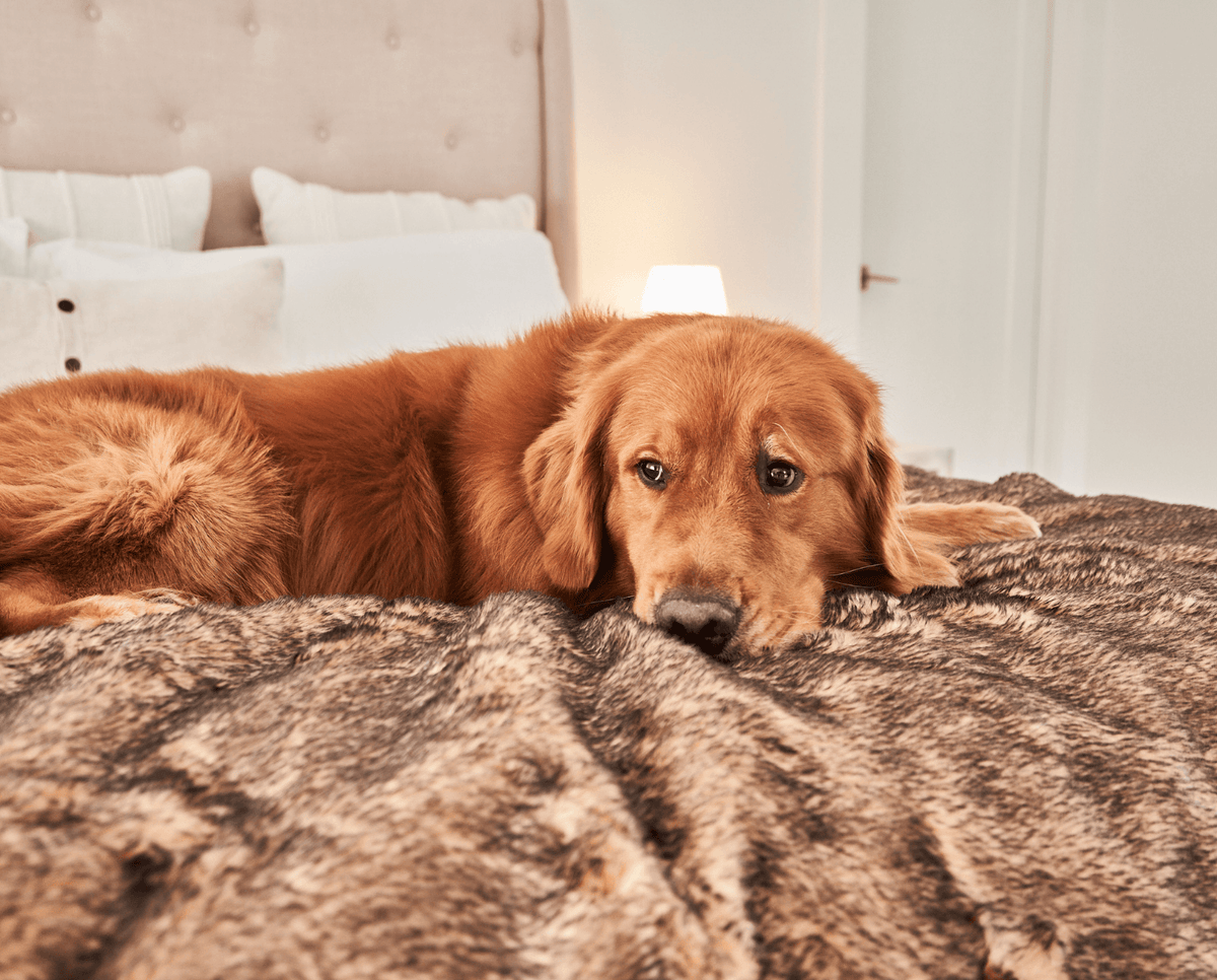 Close-up: sable tan dog resting on sable tan and brown waterproof pet blanket