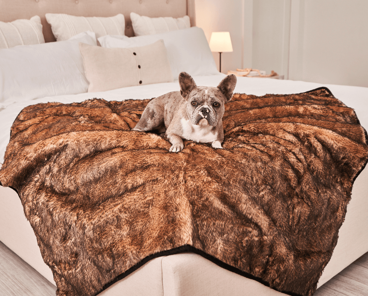 Sable tan waterproof pet blanket with dark edge on bed, with gray and white dog