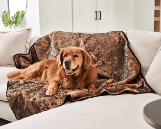 Sable tan patterned waterproof pet blanket with dark trim on a sofa, with golden dog