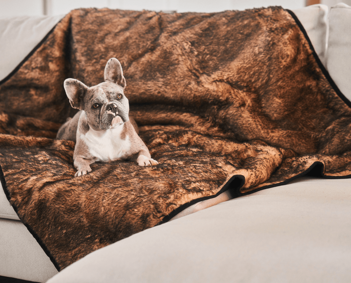 Sable tan and brown waterproof pet throw with dark edge on sofa, with small dog