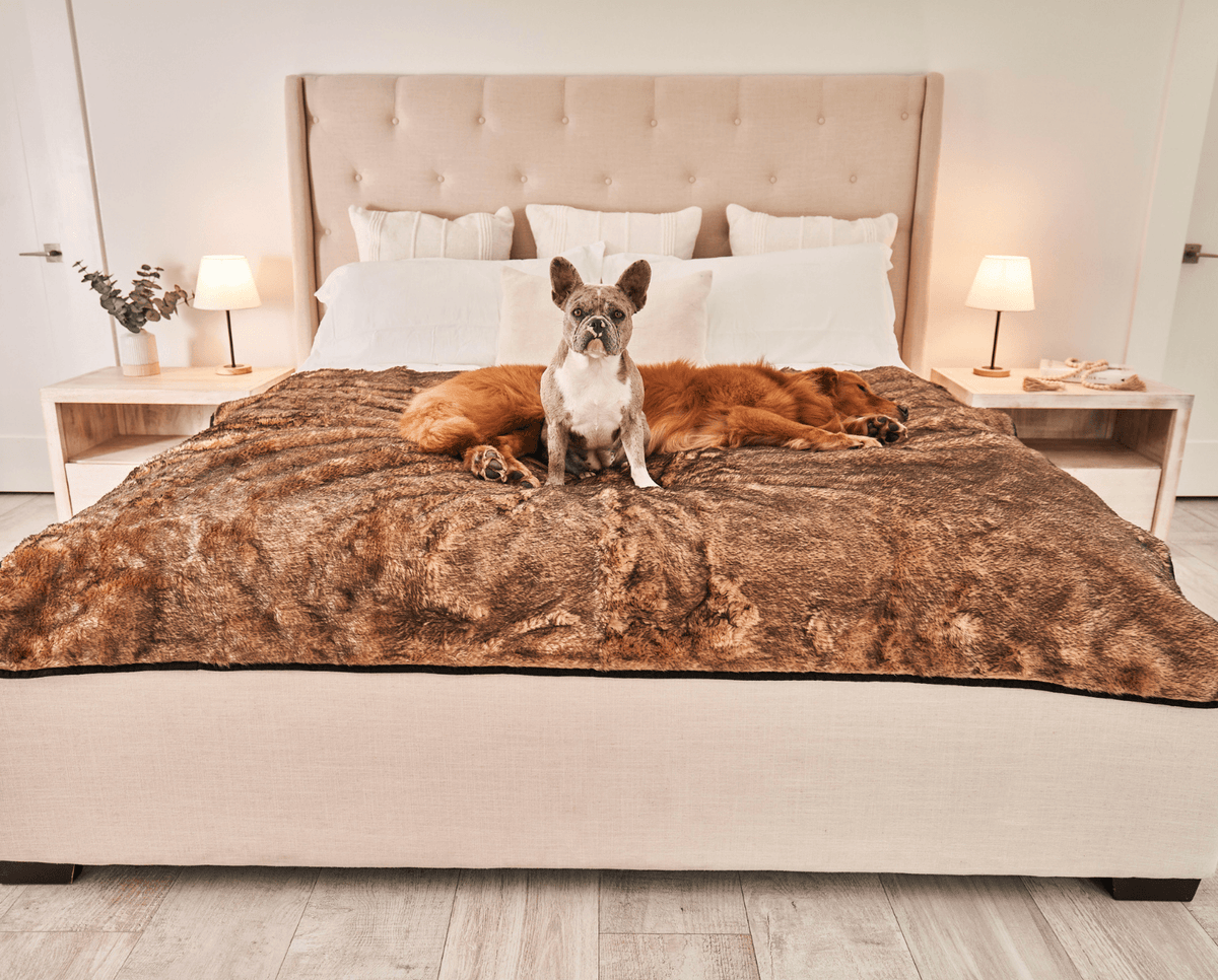 Sable tan waterproof pet blanket on bed with front-facing dog and curled dogs